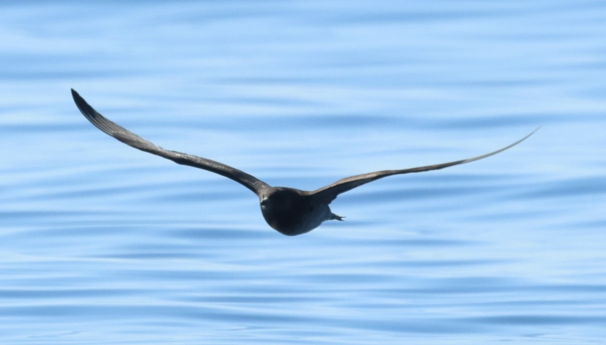 Parasitic Jaeger - ML639665354