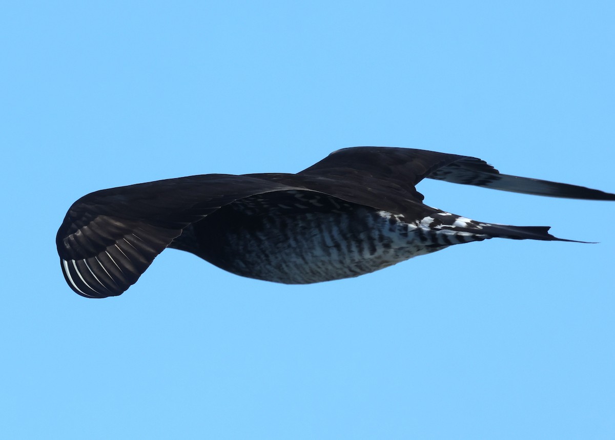 Parasitic Jaeger - ML639665356