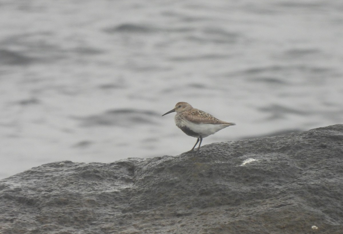 Dunlin - ML639665475