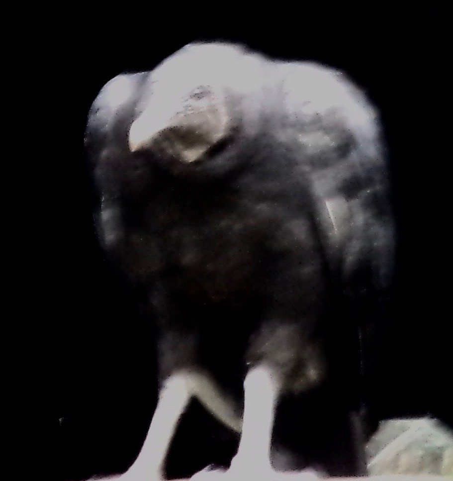 Black Vulture - ML639665551