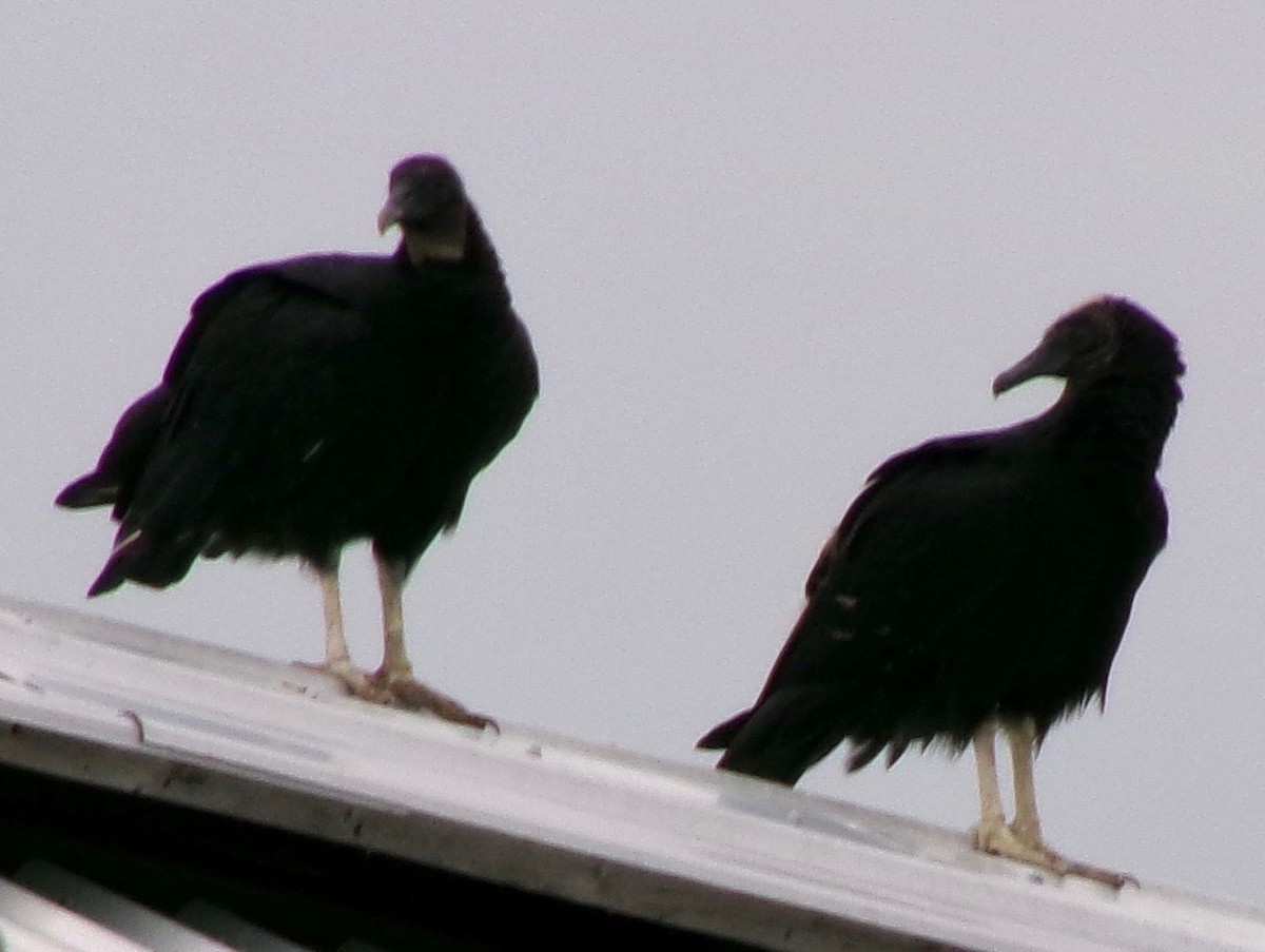 Black Vulture - ML639665585