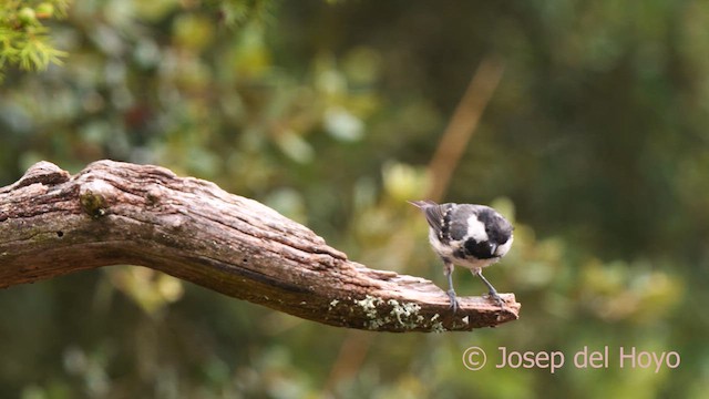 Coal Tit - ML639665619