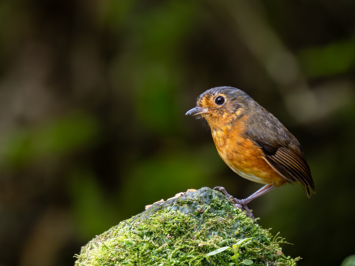 Slate-crowned Antpitta - ML639665743