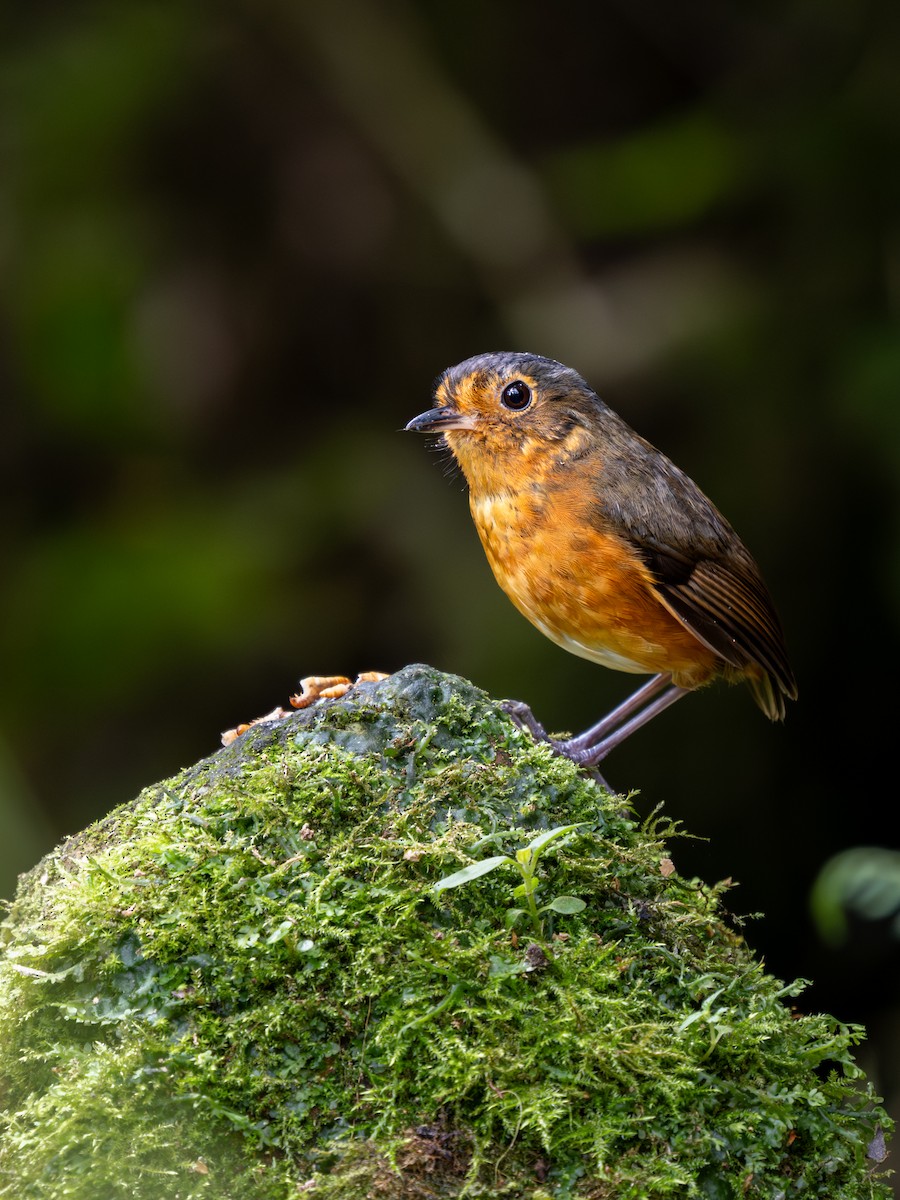 Slate-crowned Antpitta - ML639665747