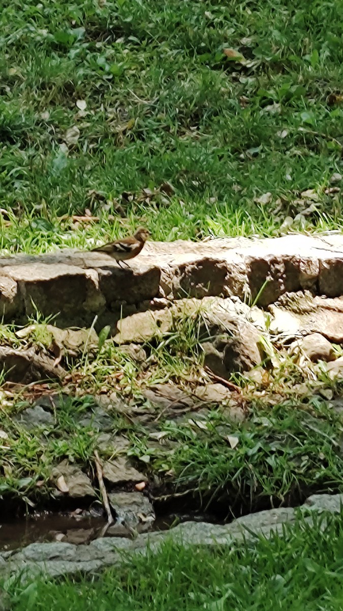 Common Chaffinch - ML639665812