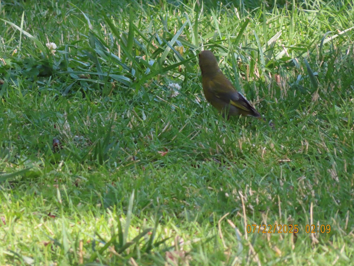 European Greenfinch - ML639665822