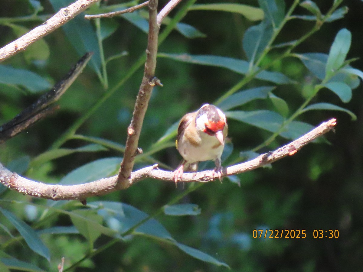 European Goldfinch - ML639665834