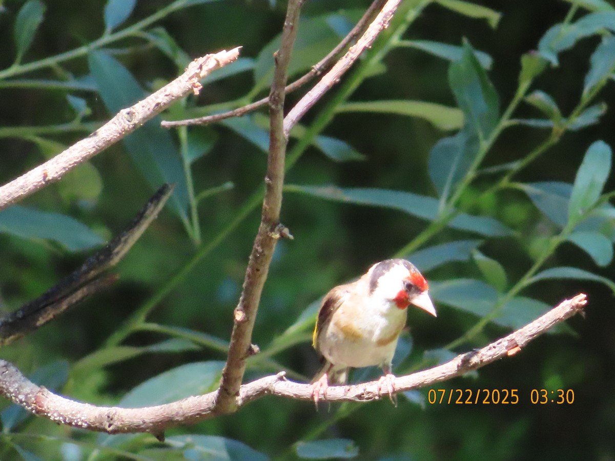 European Goldfinch - ML639665835