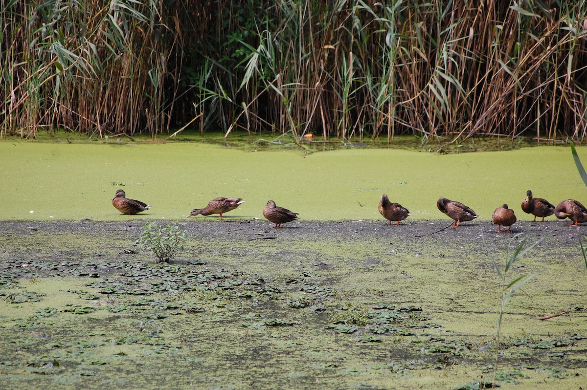 マガモ - ML639665840