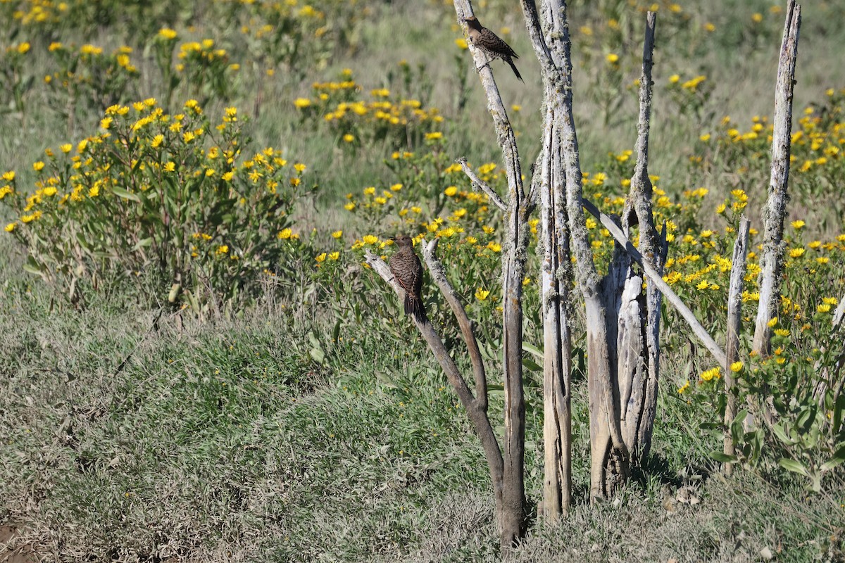 Northern Flicker - ML639665874