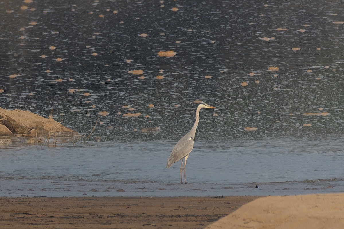 Gri Balıkçıl - ML639665875