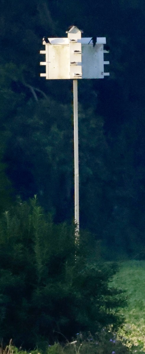 Purple Martin - ML639665916
