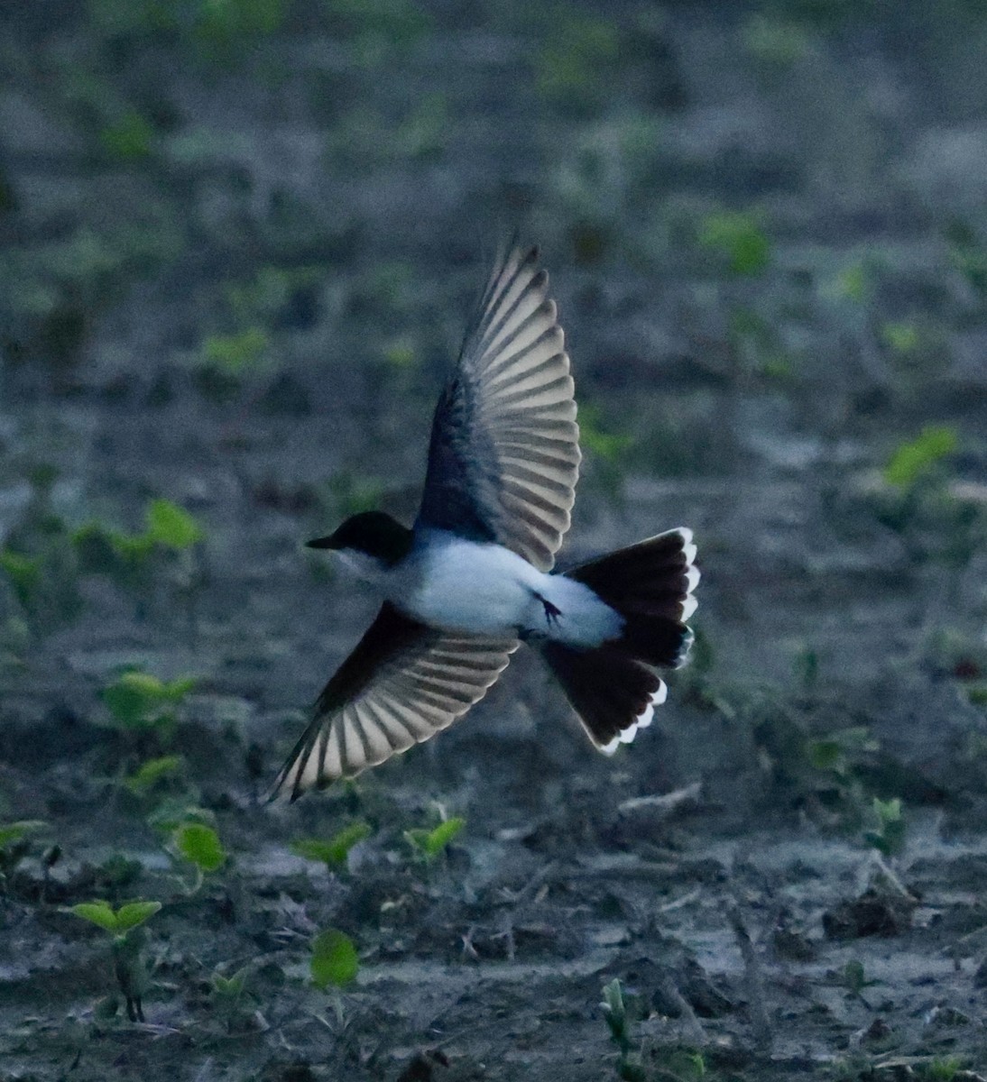 Eastern Kingbird - ML639665921