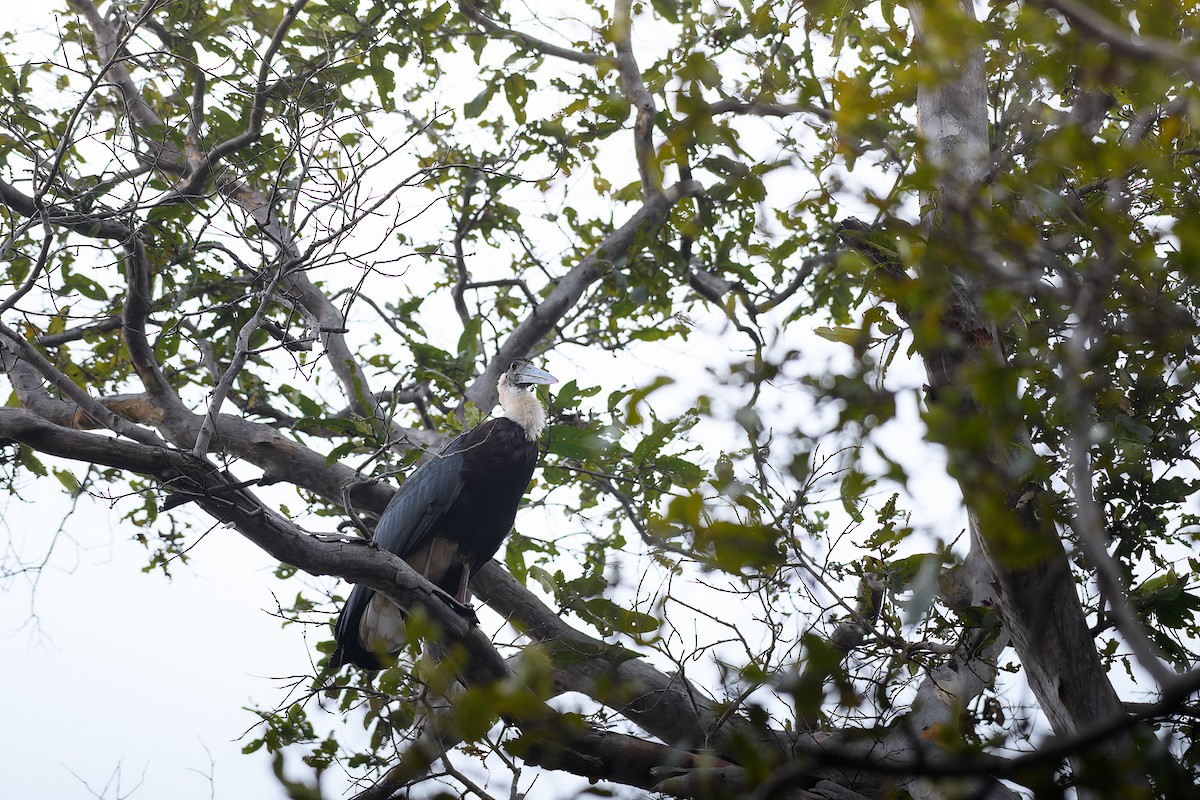 Asya Keşiş Leyleği - ML639665961