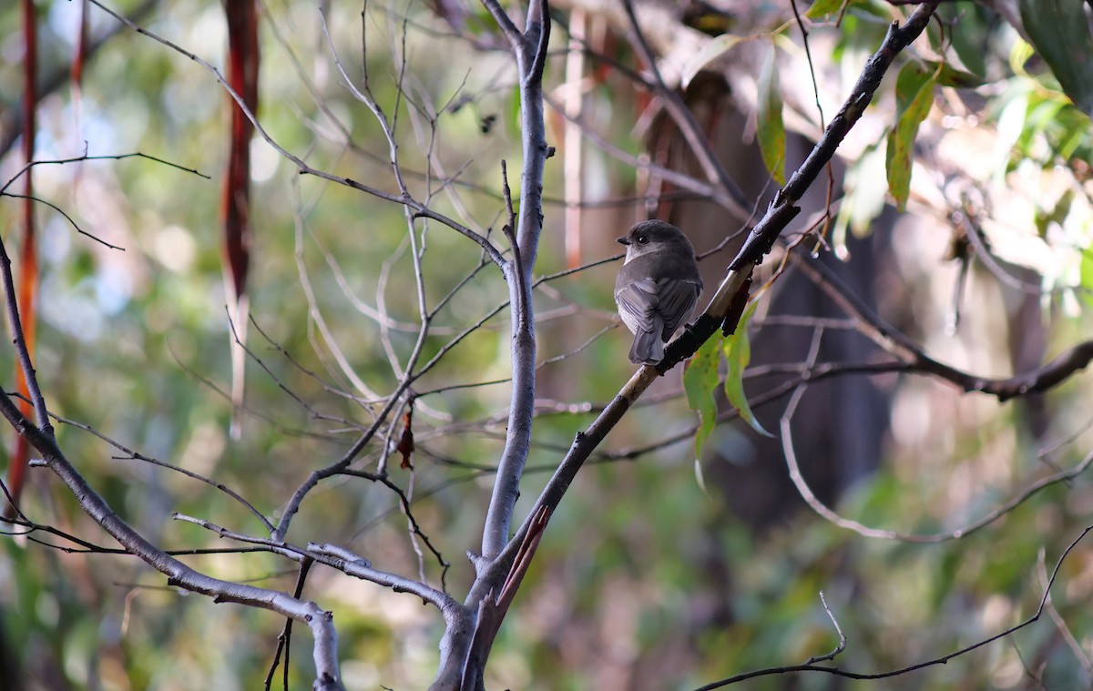 Golden Whistler (Eastern) - ML639665991