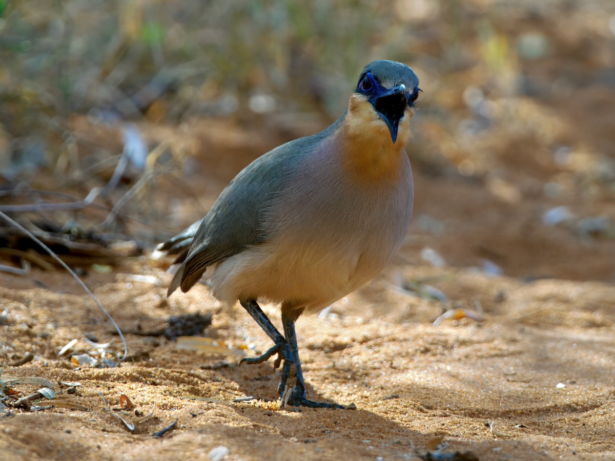 ハシリジカッコウ - ML639665993