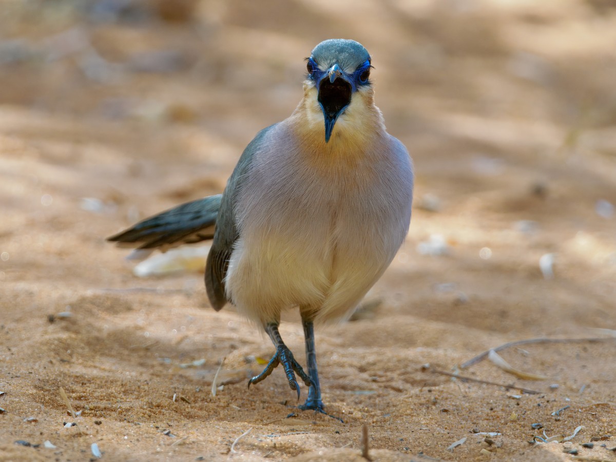 ハシリジカッコウ - ML639665994