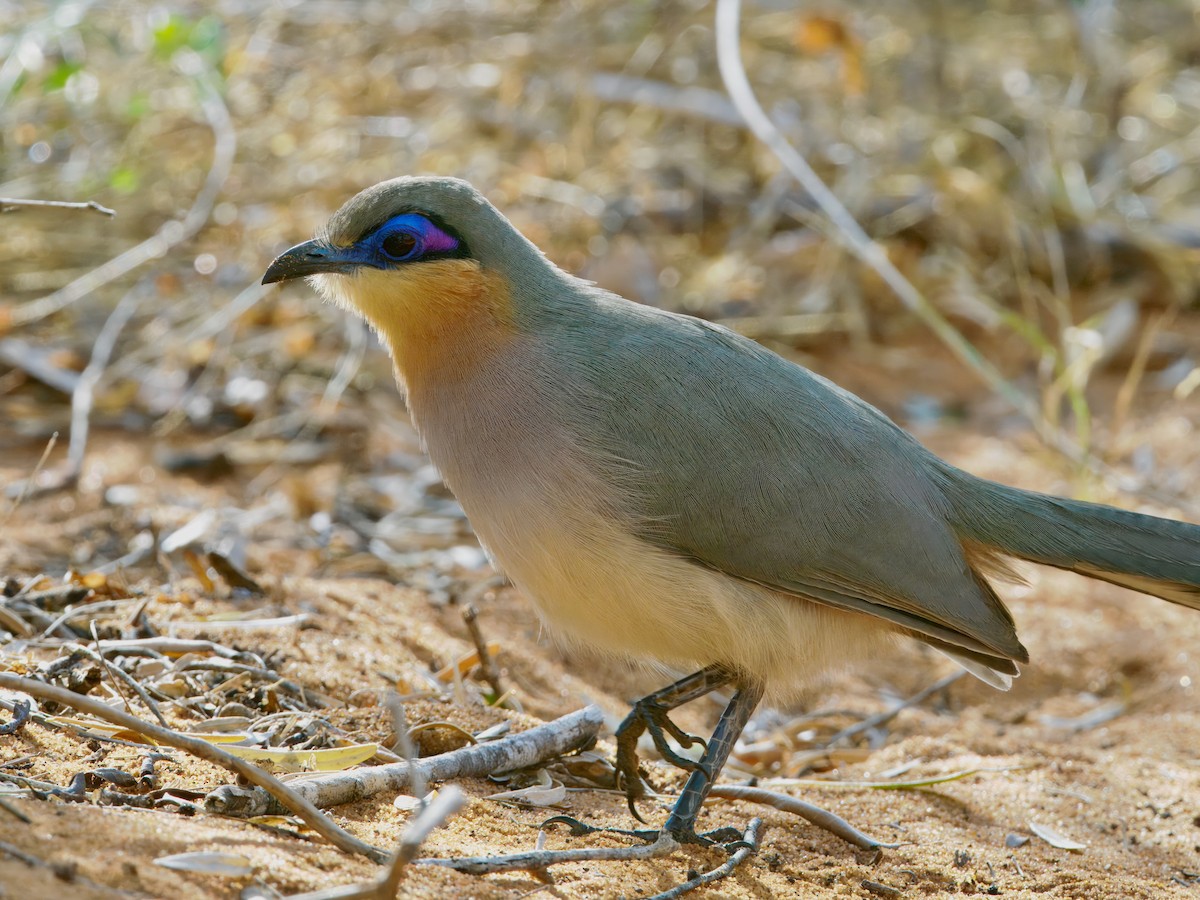ハシリジカッコウ - ML639665995