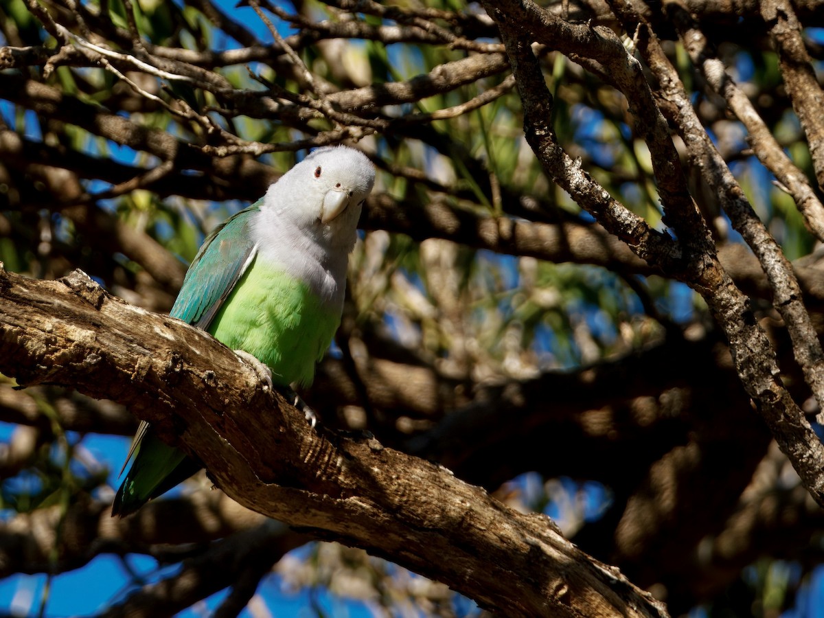 Gray-headed Lovebird - ML639666011