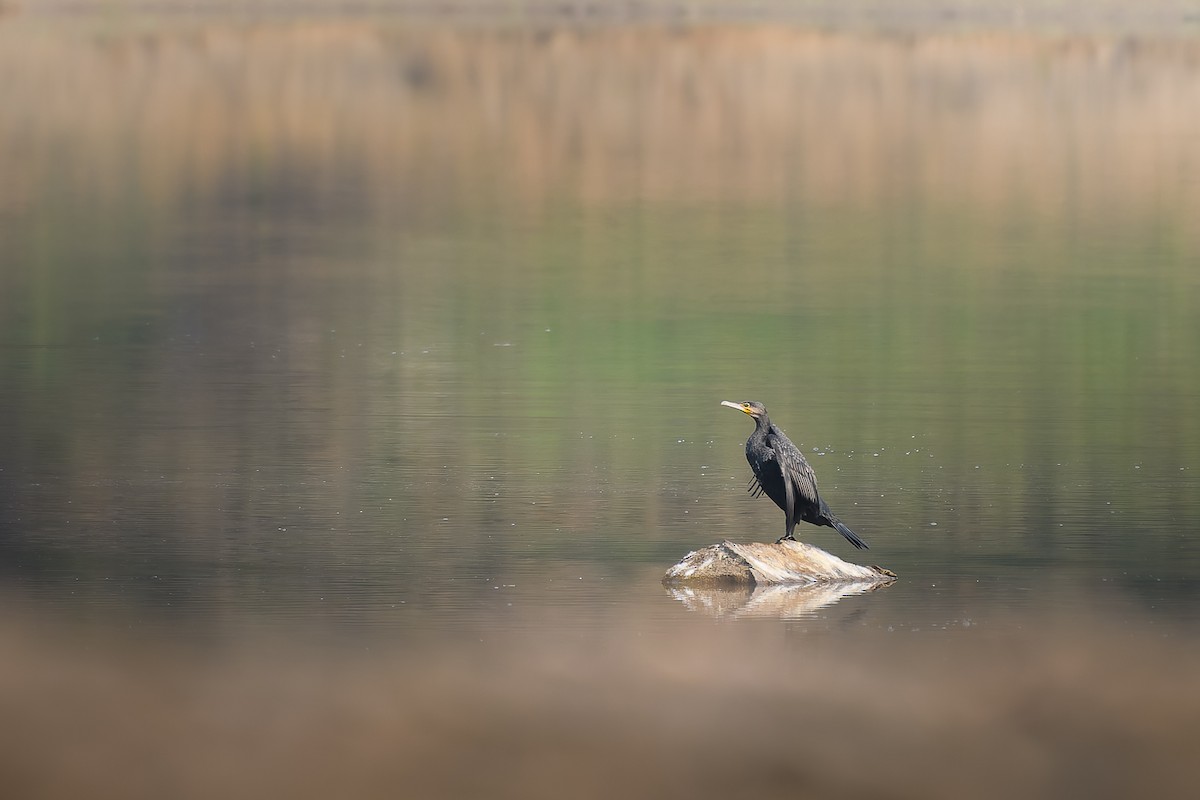 Karabatak - ML639666037