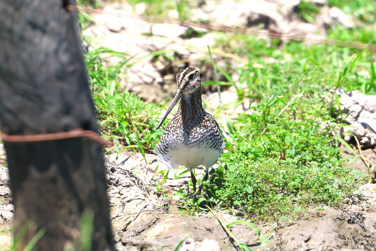 Pantanal Snipe - ML639666085