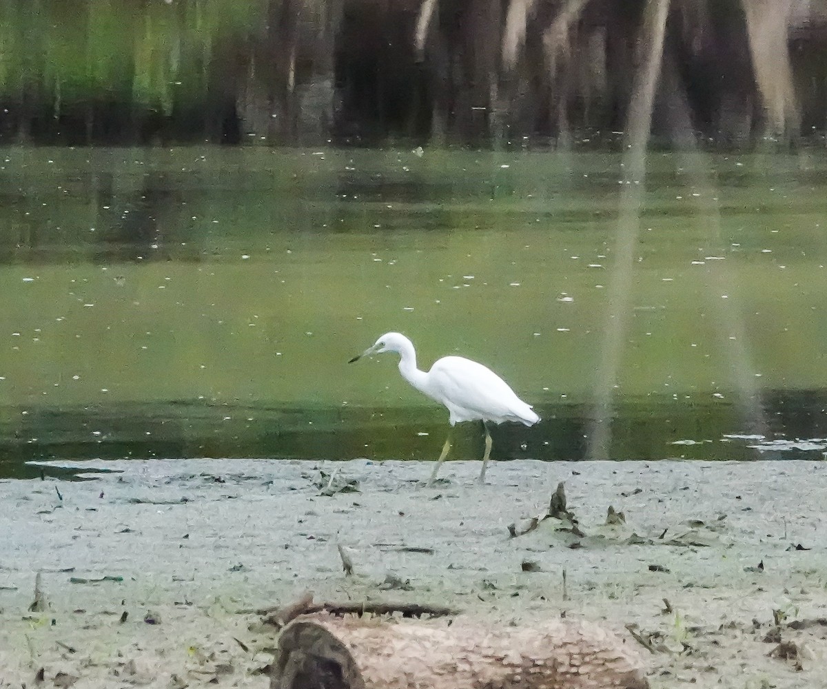 Little Blue Heron - ML639666089