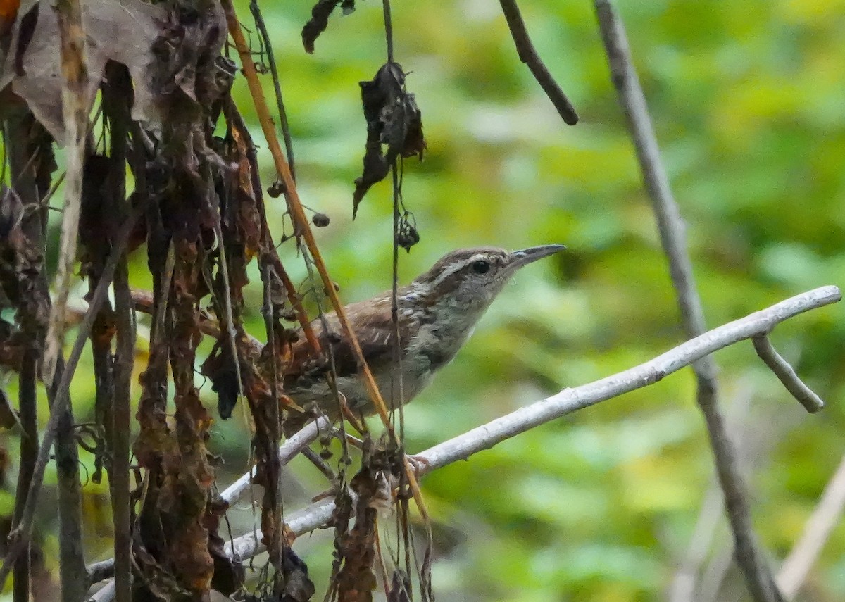 Carolina Wren - ML639666105