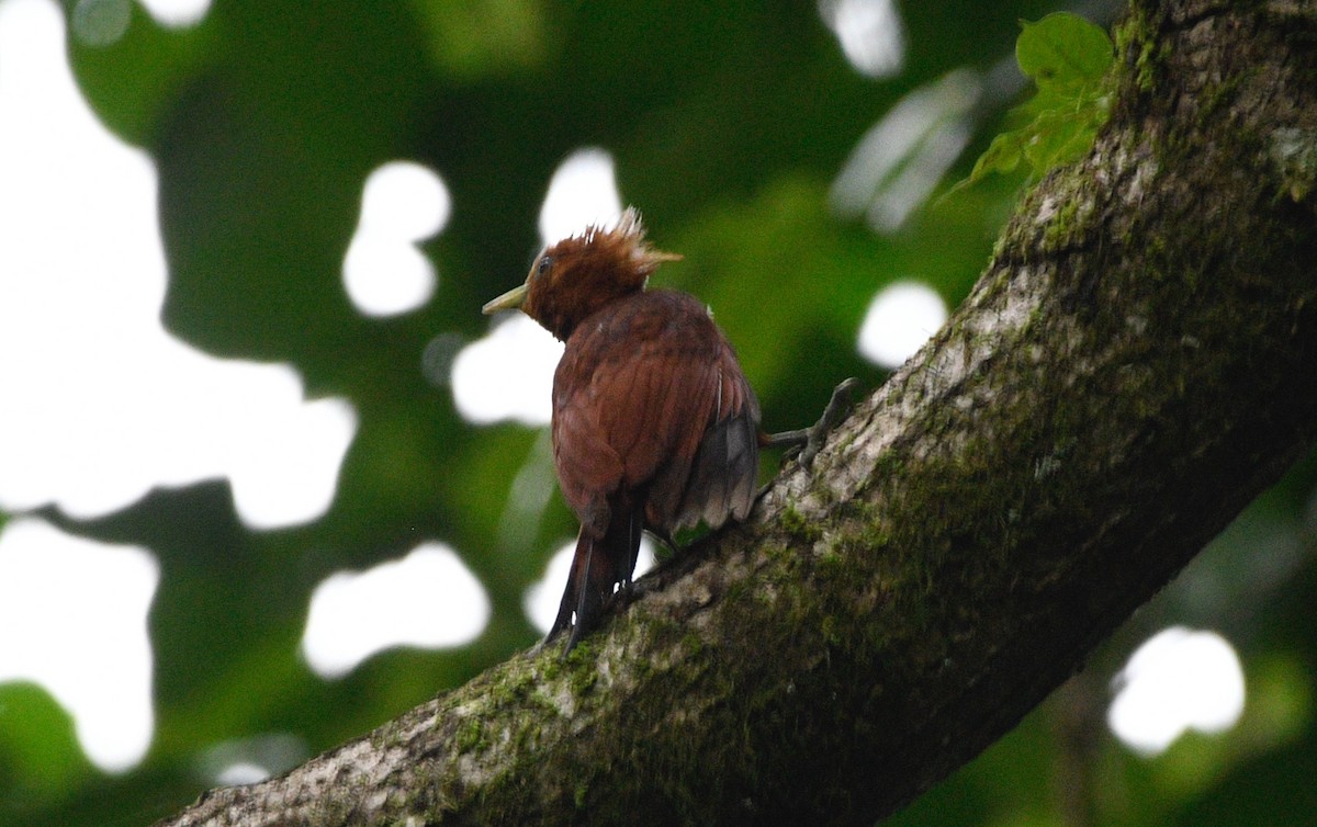 Chestnut-colored Woodpecker - ML639666110