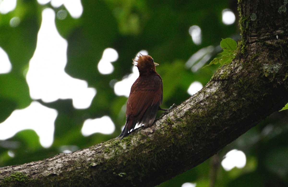 Chestnut-colored Woodpecker - ML639666145