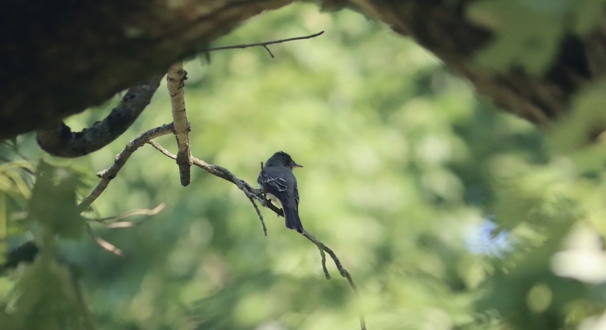 Eastern Wood-Pewee - ML639666157