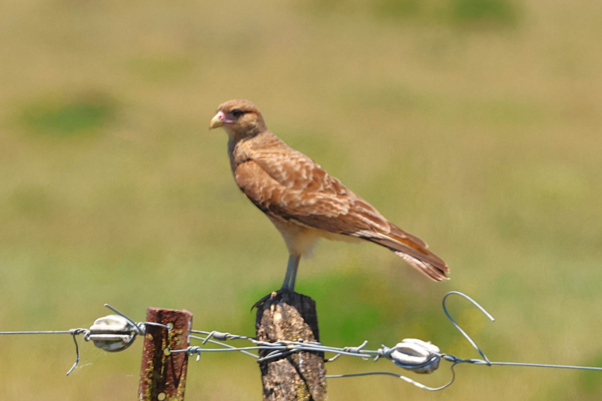 Chimango Caracara - ML639666160