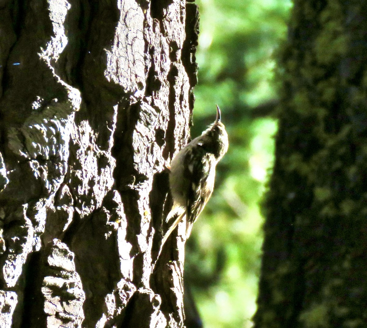 Brown Creeper - ML639666204