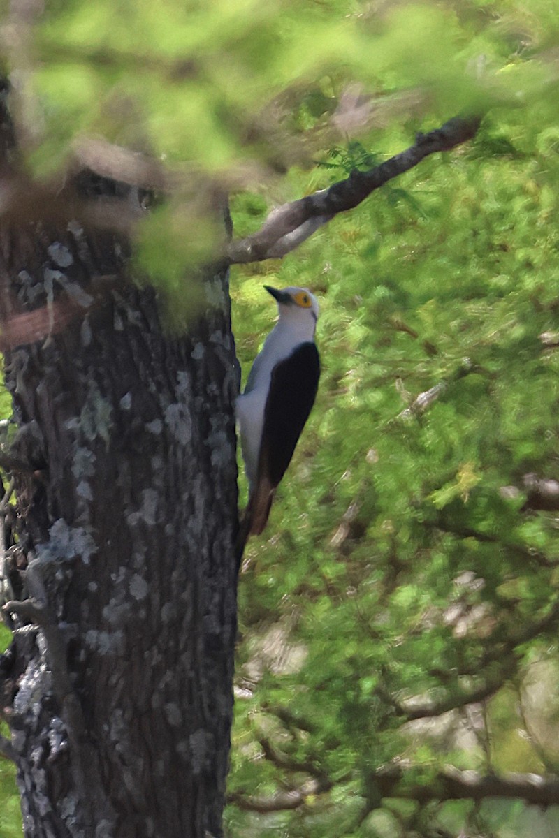 White Woodpecker - ML639666217