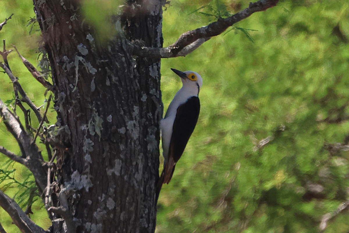 White Woodpecker - ML639666231