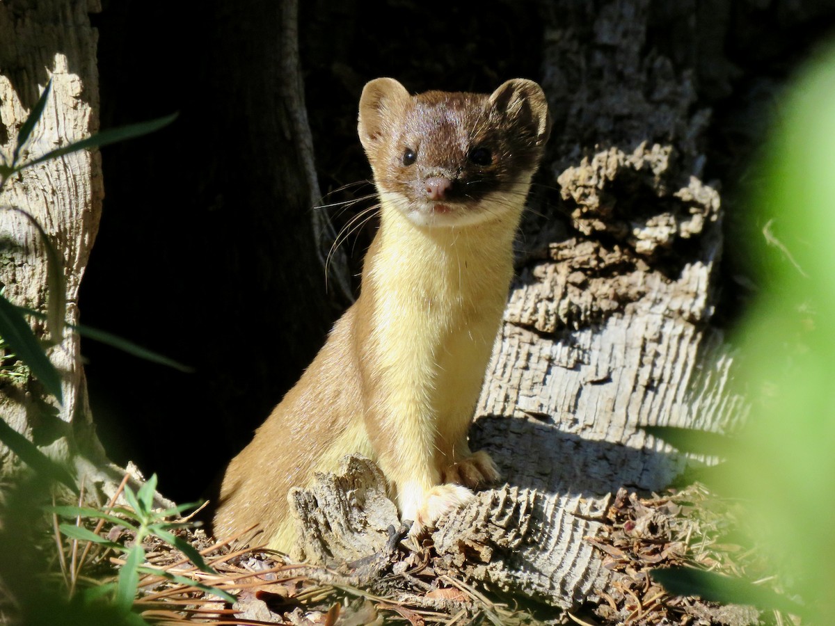 Long-tailed Weasel - ML639666232