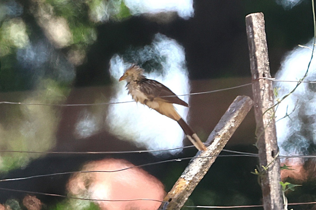 Guira Cuckoo - ML639666247