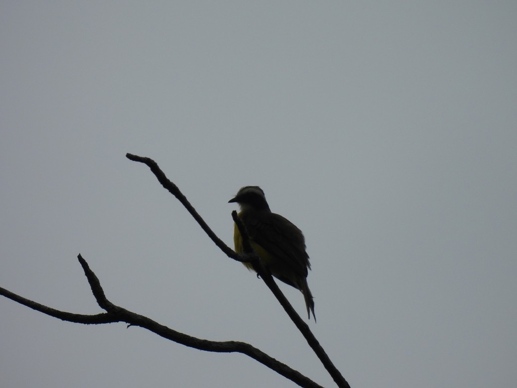 Social Flycatcher - ML639666250