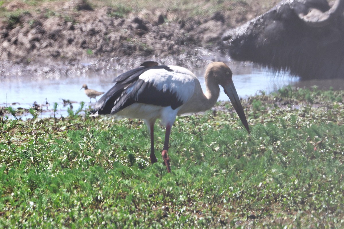 Maguari Stork - ML639666262