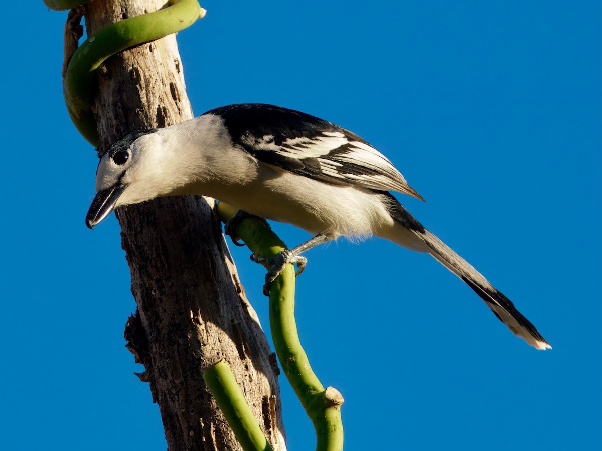 Hook-billed Vanga - ML639666272