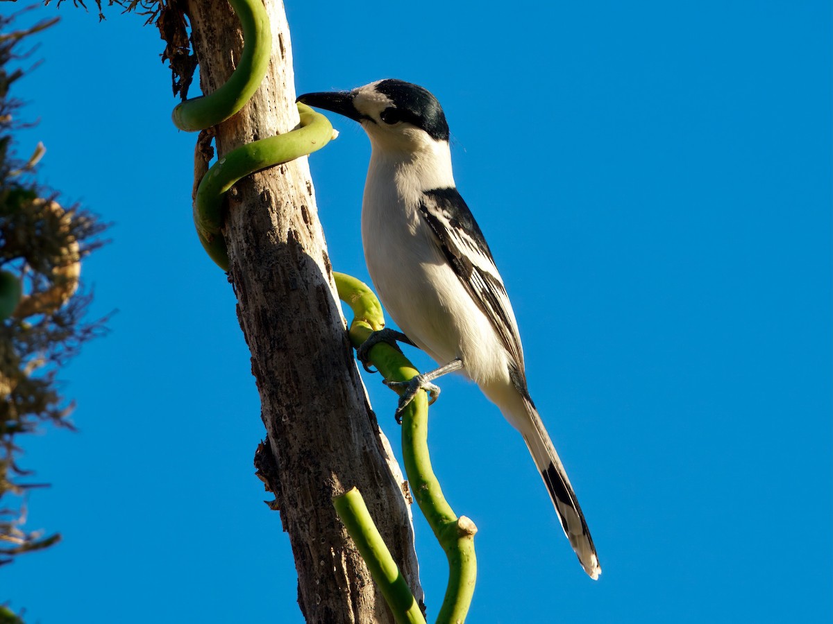 Hook-billed Vanga - ML639666273