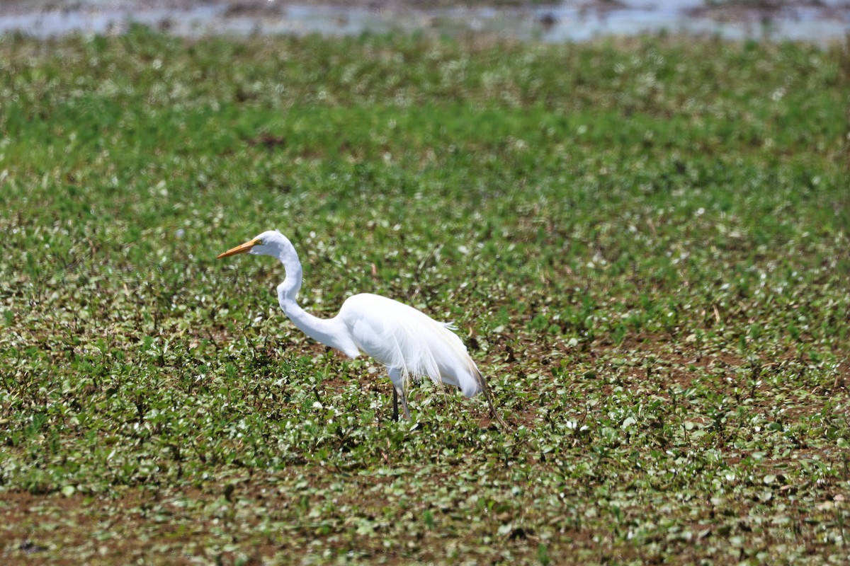 Great Egret - ML639666276