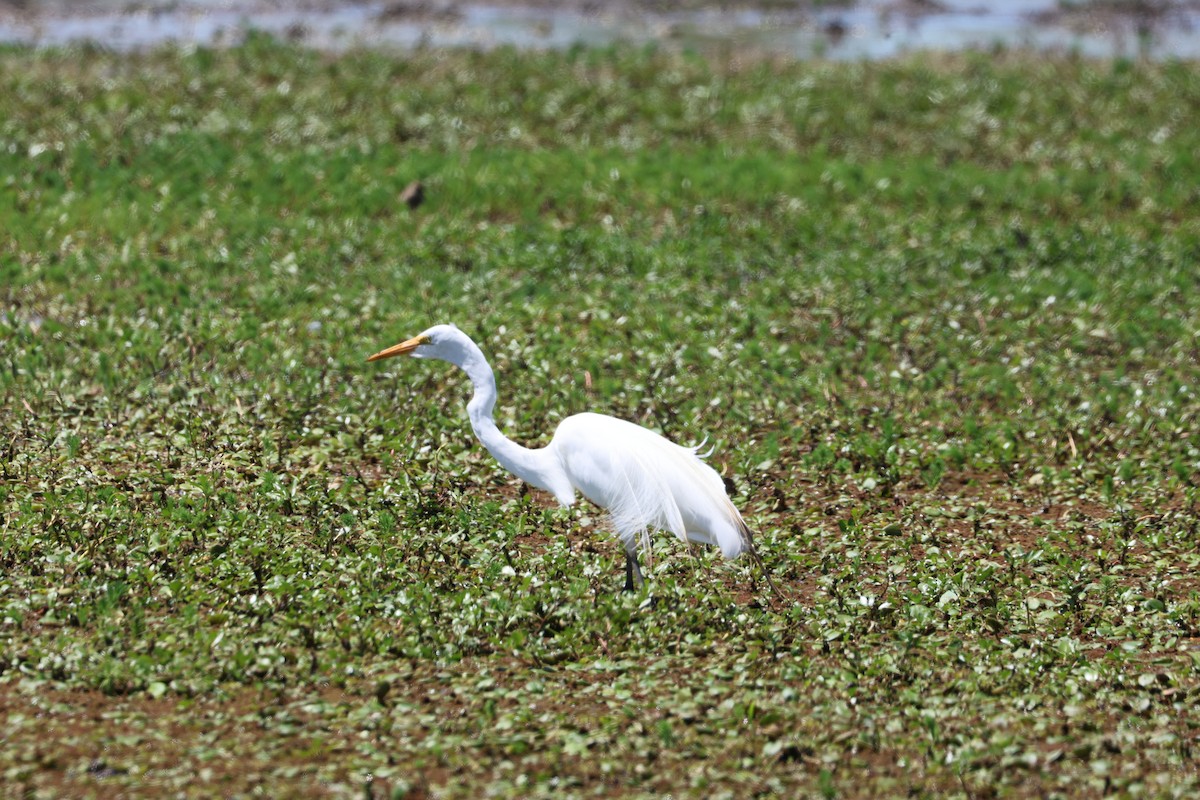 Great Egret - ML639666277