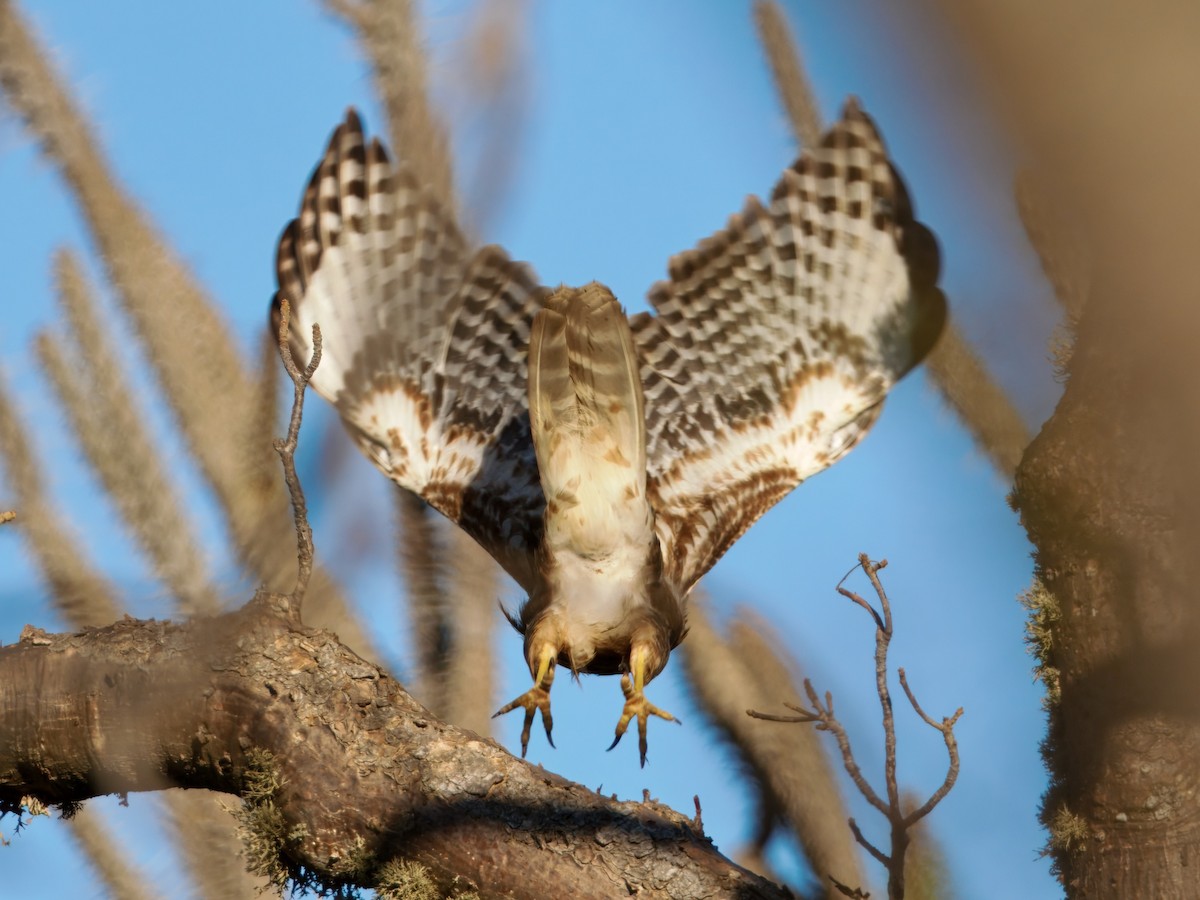 Madagascar Buzzard - ML639666279