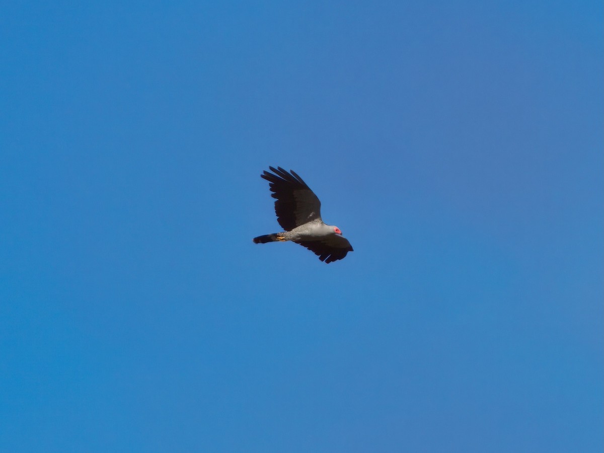 Madagascar Harrier-Hawk - ML639666281