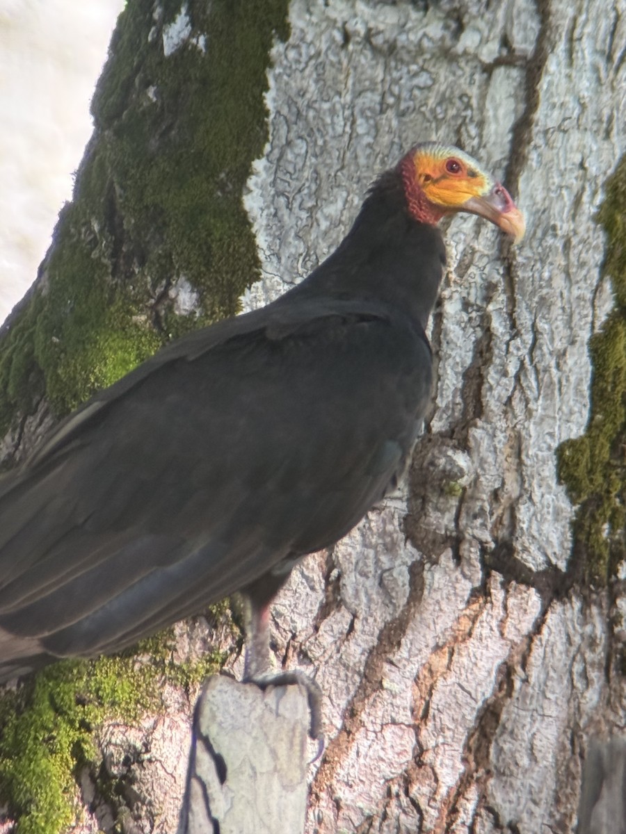 Lesser Yellow-headed Vulture - ML639666291