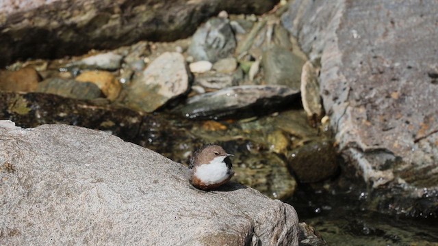 ムナジロカワガラス - ML639666299