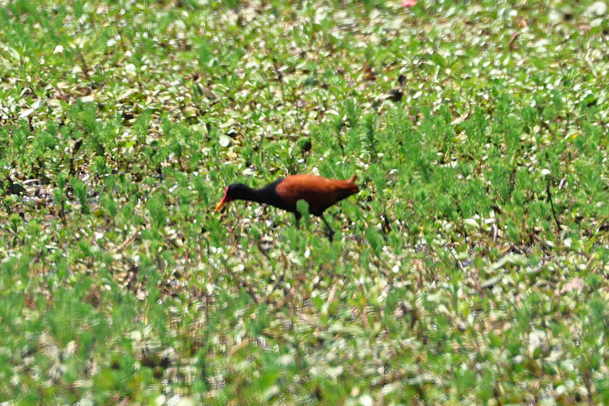 Wattled Jacana - ML639666305