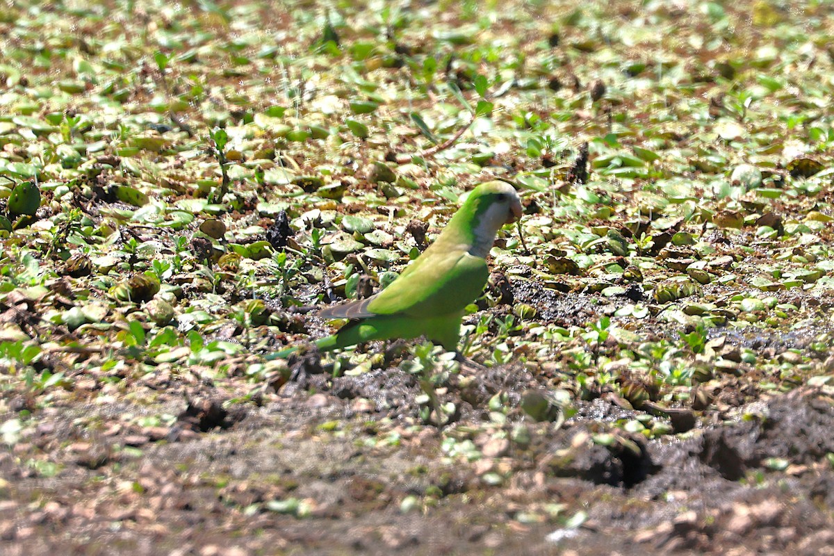 Monk Parakeet - ML639666351
