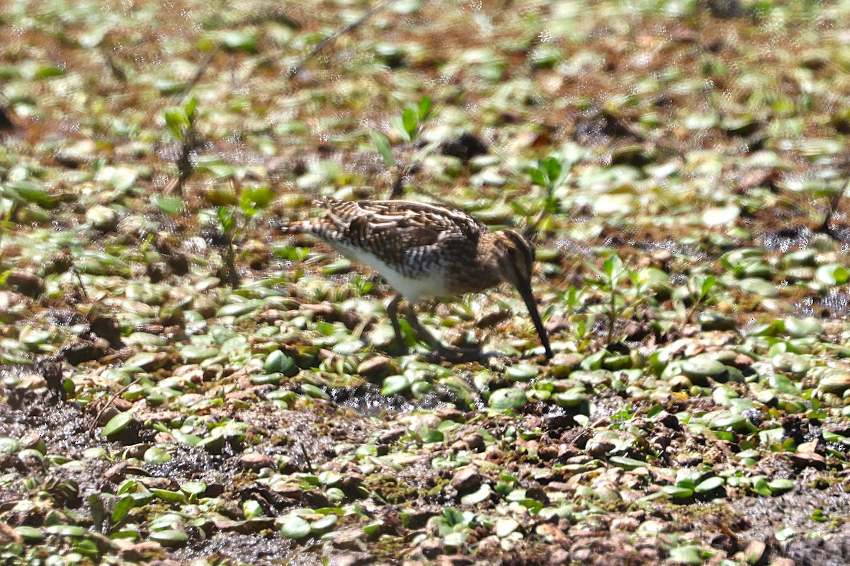 Pantanal Snipe - ML639666359