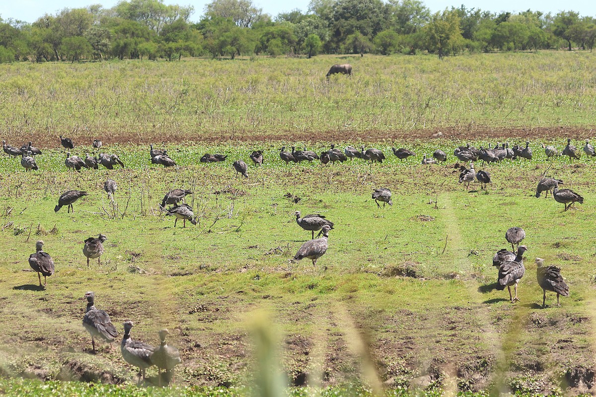 Southern Screamer - ML639666363